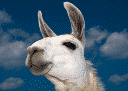 Lamas avatar